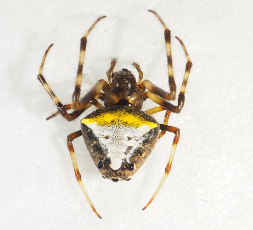 Réf. 348 180 : Verrucosa sp.